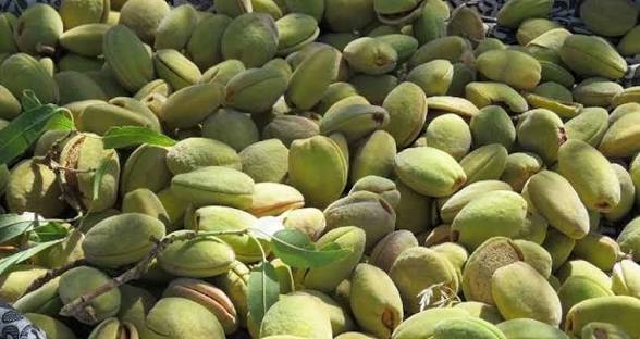 تصویر 2 از بادام شاهرودی مرغوب خرید به صرفه